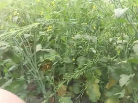 Desi Village Bhabhi Fucked by Devar with reference to Outdoor